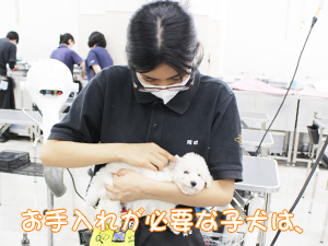 ２年生、子犬のお世話☆